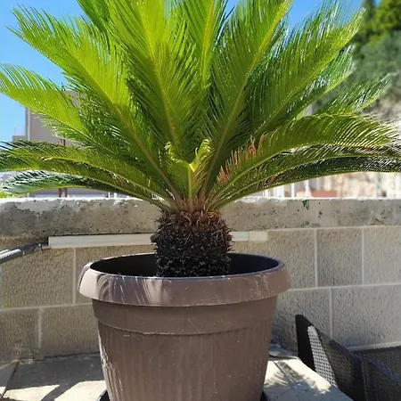 Nina * Μακάρσκα