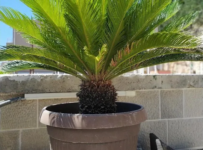 Nina * 马卡尔斯卡